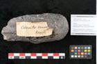 Foto (Objekt + Etikett) von Calamites communis Ettingshausen (NHMW-GEO-2024-0188-10960)
